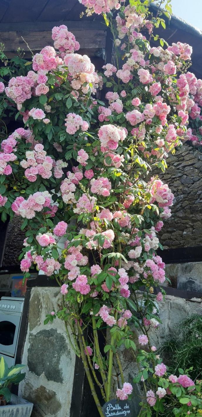 Bed and Breakfast Louradou-Sur-Ciel à Jouqueviel Extérieur photo